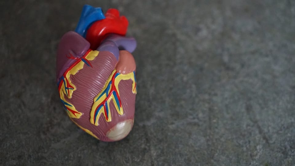 anatomical-heart-model