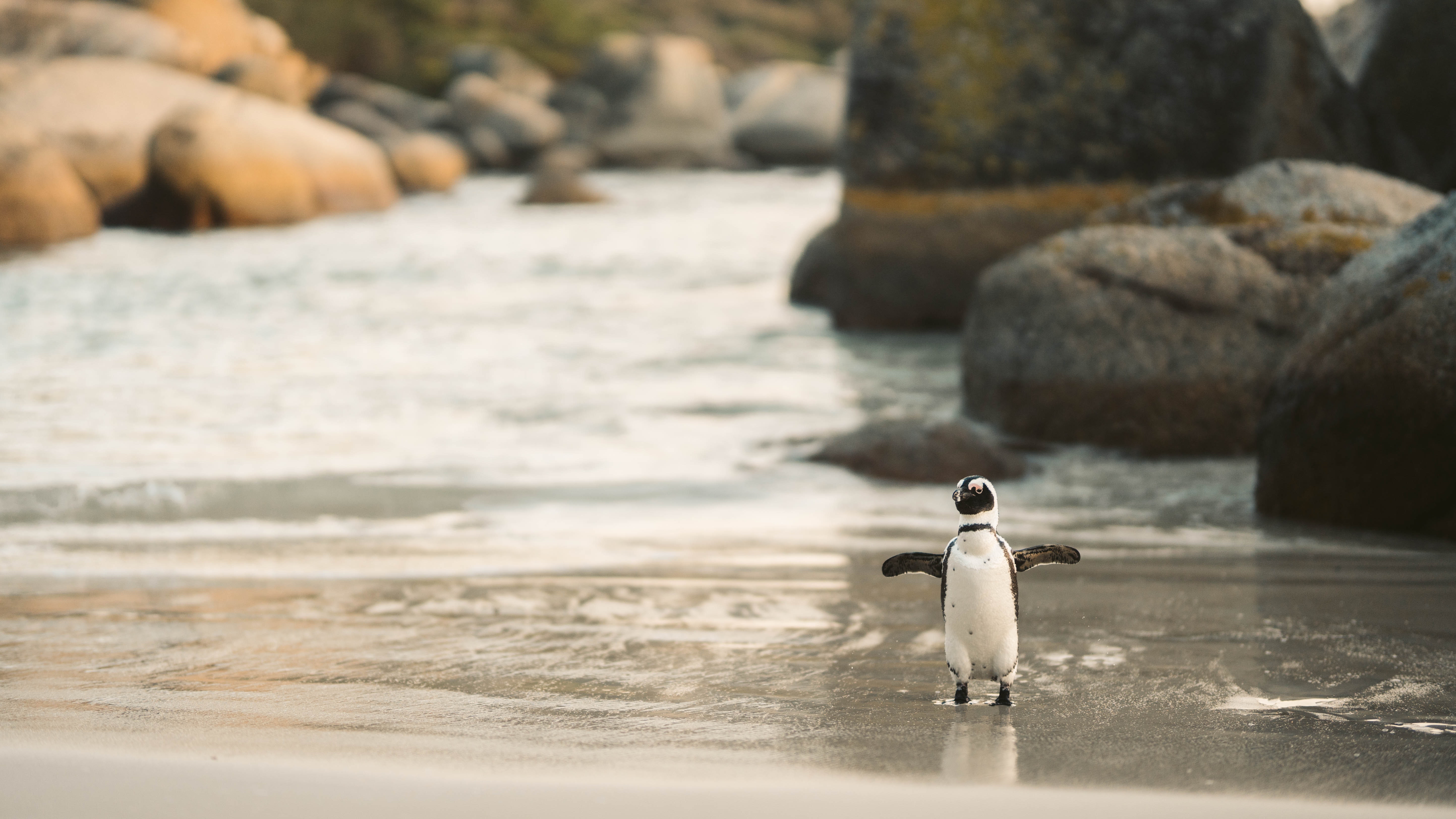 magellanic-penguin-on-beach