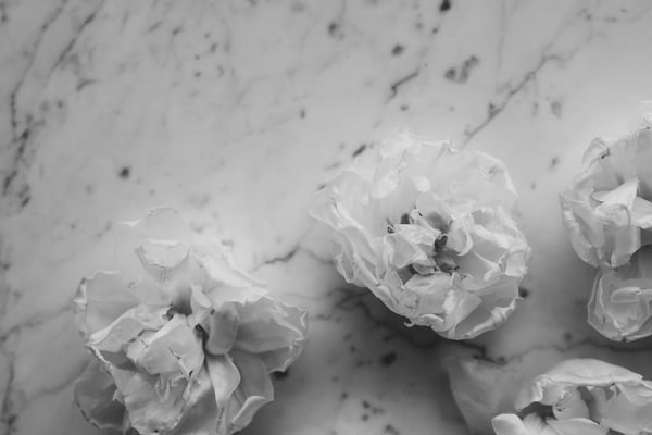 black-&-white-flowers